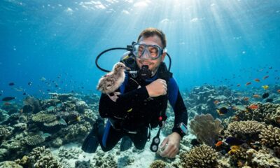 Mergulhador vive momento raro ao ser “abraçado” por filhote de pássaro