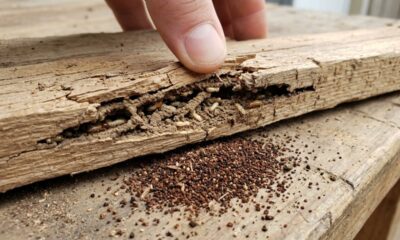 O que fazer se você avistar um enxame de cupins dentro ou ao redor de sua casa