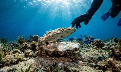 Provérbio chinês do dia: "Pérolas não ficam na beira da praia. Se você quer uma, precisa mergulhar para pegá-la."