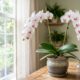 As melhores orquídeas para cultivar em apartamento e fora de casa sem complicação