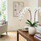 Orquídea phalaenopsis deixa o ambiente mais sofisticado e ganha espaço na decoração