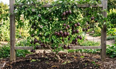 Como fazer o pé de maracujá produzir mais rápido com um ajuste simples que muda o resultado