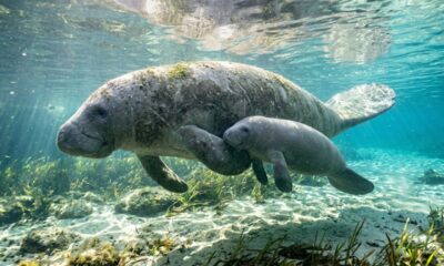 Câmera registra momento emocionante entre mãe e filhote de peixe-boi
