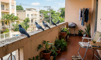 O que realmente ajuda a espantar pombos da varanda sem causar confusão com vizinhos ou condomínio