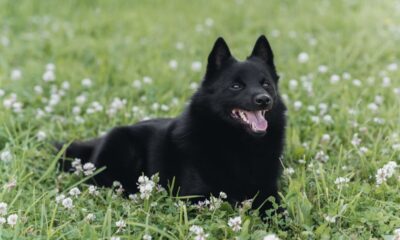 Formas simples de acalmar um cachorro agitado sem gritos nem estresse
