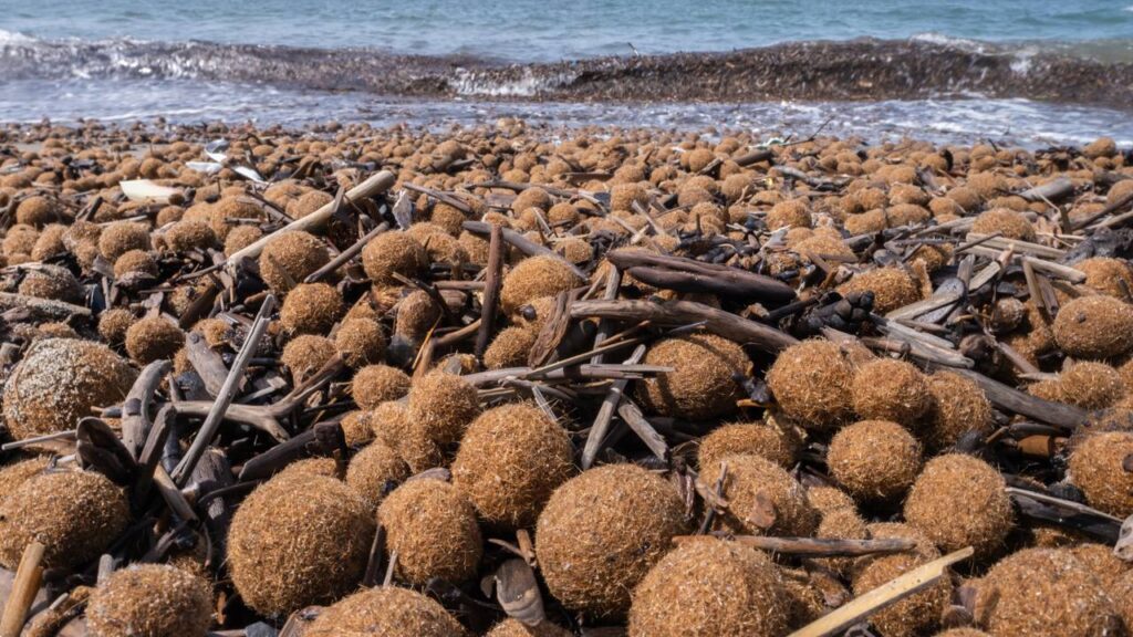 Bolas estranhas estão aparecendo ao longo das margens dos oceanos. Elas podem estar salvando o mar