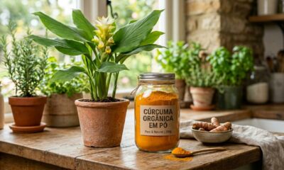 O truque com cúrcuma que pode ajudar plantas de interior e surpreende até quem já cultiva há anos