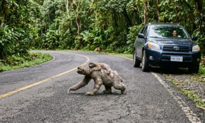 Família para carro para ajudar preguiça e percebe que ela não está sozinha