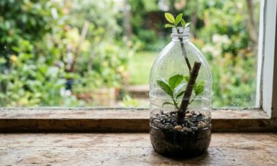 O truque da garrafa PET para enraizar qualquer galho em 7 dias e acelerar suas mudas