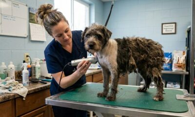 Cão abandonado se transforma após remoção de pelos emaranhados