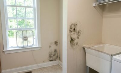 Como acabar com mofo na parede e evitar que ele volte mesmo em dias mais úmidos