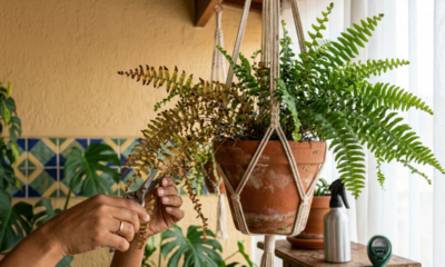 Samambaia secando e sem volume? Os cuidados que deixam a planta mais cheia, verde e bonita