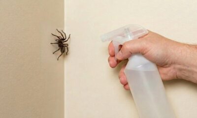 Como afastar aranhas de casa com um spray simples mesmo sem usar produtos químicos pesados