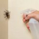 Como afastar aranhas de casa com um spray simples mesmo sem usar produtos químicos pesados