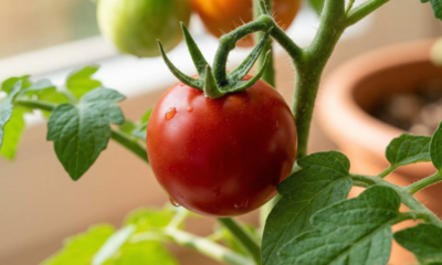 Cultivar tomate em casa fica muito mais fácil quando acerta nestes detalhes que quase ninguém respeita