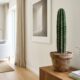 Os melhores cactos para decorar sua casa e deixar o ambiente mais moderno e prático