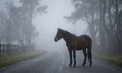 Provérbio chinês do dia: "Cavalo cego sempre…" Lições da vida sobre o medo, a ansiedade, o conhecimento e a importância da confiança para o sucesso