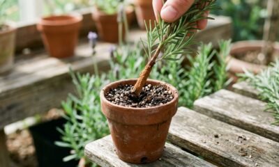 Como propagar alecrim: o jeito mais fácil para fazer novas mudas em casa