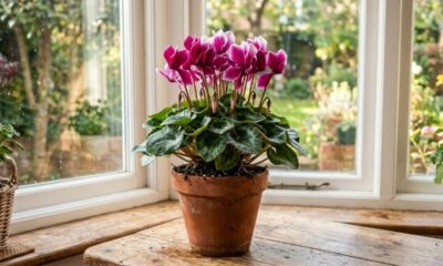 Como cuidar de ciclame e fazer essa planta de interior florir por mais tempo dentro de casa