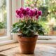 Como cuidar de ciclame e fazer essa planta de interior florir por mais tempo dentro de casa