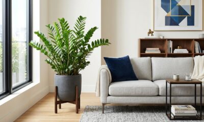 O que a zamioculca na decoração faz no ambiente pode te surpreender e mudar a forma como você usa essa planta