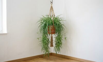 Como usar a planta clorofito na decoração para transformar cantos difíceis em pontos de destaque