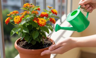 Esta planta pode ser cultivada na varanda, não exige alta manutenção e floresce até no outono