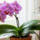 As orquídeas florescerão exuberantemente se forem regadas com este ingrediente de cozinha uma vez por mês