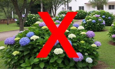Você não deve mais plantar hortênsias no jardim e o motivo vai te surpreender