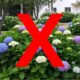 Você não deve mais plantar hortênsias no jardim e o motivo vai te surpreender