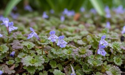 Esta planta é uma praga e essencial para o seu jardim em abril: saiba por que você não deve arrancá-la agora