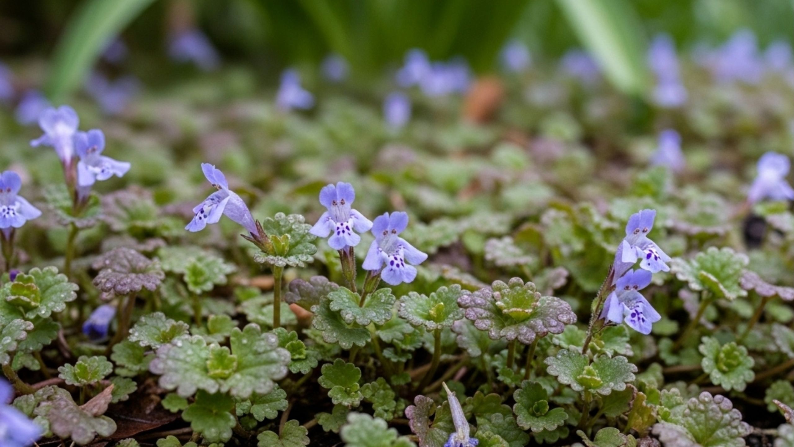 Esta planta é uma praga e essencial para o seu jardim em abril: saiba por que você não deve arrancá-la agora