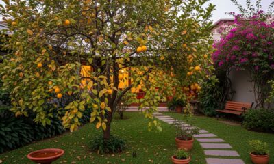 Como cuidar do pé de limão durante o outono