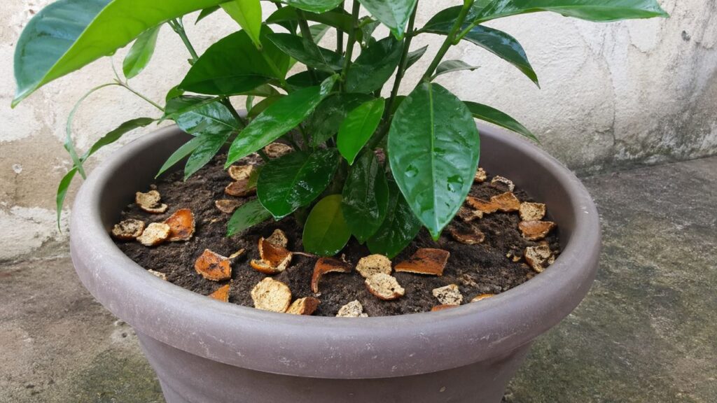 Use casca de laranja no vaso e afaste insetos naturalmente sem precisar de produtos químicos