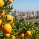 A "Capital da Laranja" abriga a maior exportadora de suco de laranja do mundo e está atraindo quem busca viver melhor