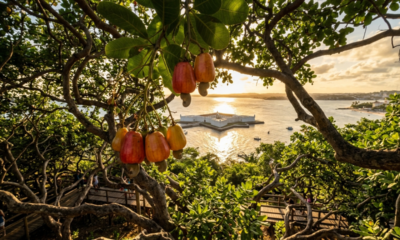 A maior árvore de caju do planeta e uma fortaleza estrela de 1614 brilham nessa cidade fundada no dia do Natal