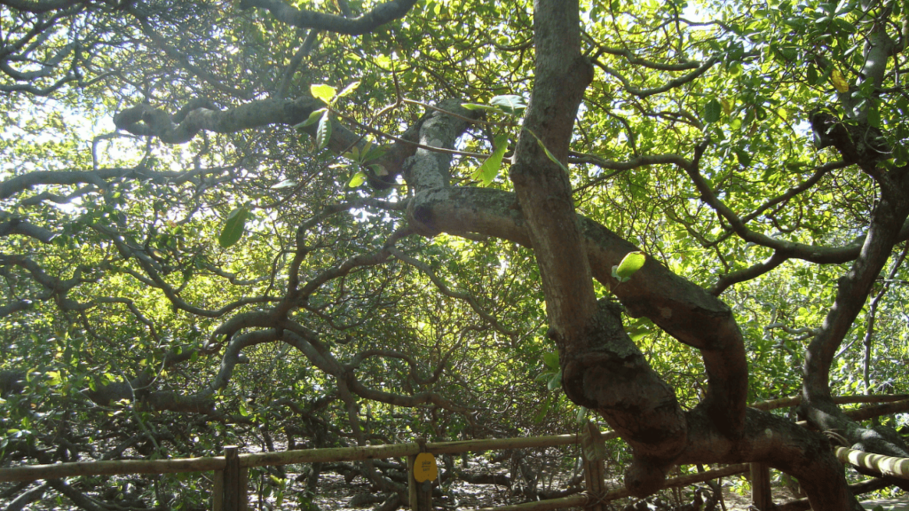 A maior árvore de caju do planeta e uma fortaleza estrela de 1614 brilham nessa cidade fundada no dia do Natal