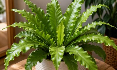 Planta asplênio se destaca pelas folhas onduladas que nascem do centro e transformam o ambiente
