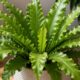 Planta asplênio se destaca pelas folhas onduladas que nascem do centro e transformam o ambiente