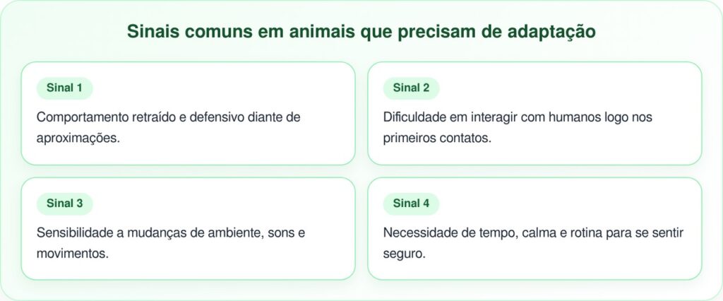 Coelha que vive perdendo sua casa emociona ao abraçar quem a salvou