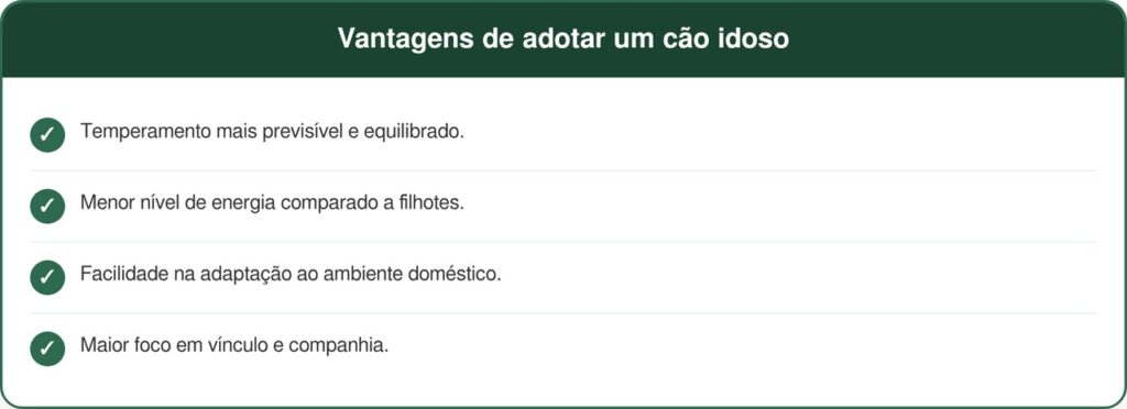 Cadela idosa esquecida em evento de adoção emociona com reviravolta
