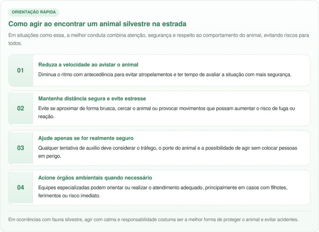 Família para carro para ajudar preguiça e percebe que ela não está sozinha