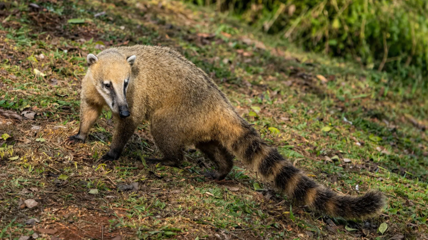 Animais selvagens invadem casa de férias e fazem festa no Brasil