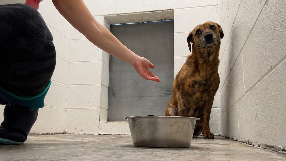 Cão abandonado muda de vida após anos vivendo em abrigo