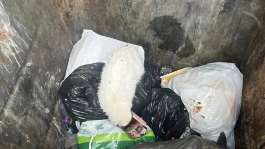 Ursinho de pelúcia branco é achado no lixo e surpreende ao estar vivo