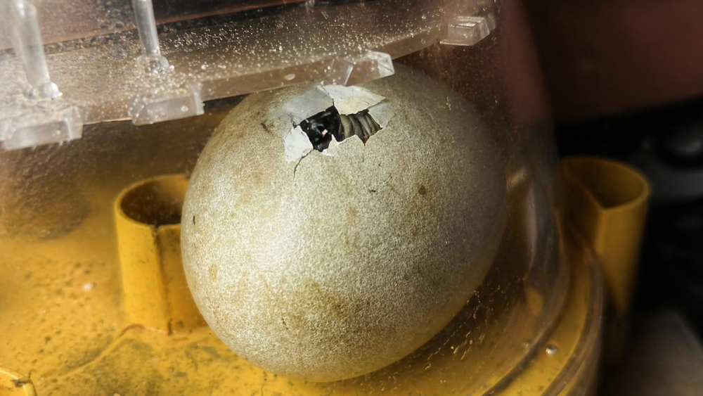 Homem encontra ovo deixado pela mãe e decide incubar, resultado encanta