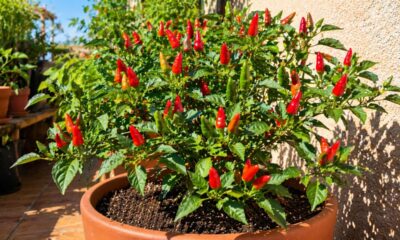 Como cultivar pimenta e garantir produção constante sem complicação