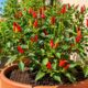 Como cultivar pimenta e garantir produção constante sem complicação