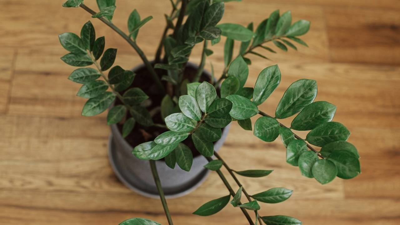Planta Zamioculca com folhas verdes e brilhantes em vaso cinza sobre piso de madeira.