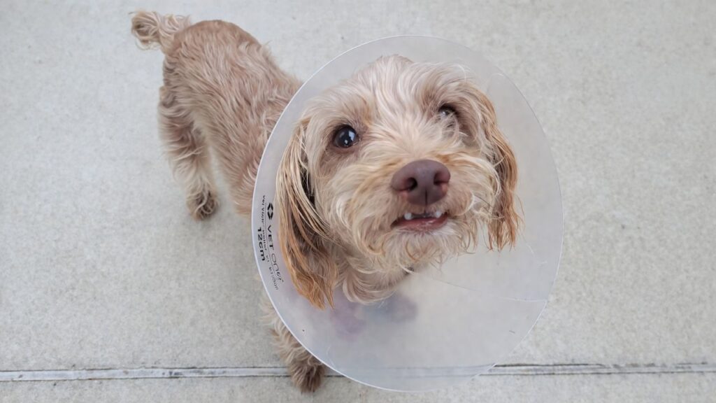 Cadela idosa esquecida em evento de adoção emociona com reviravolta